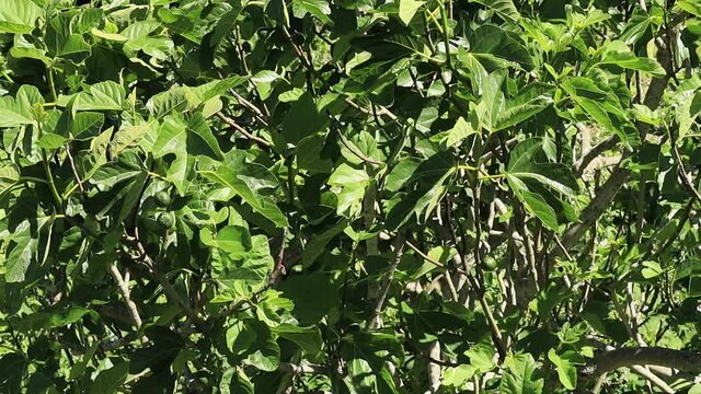 Oregon Leafy Fig Tree with green fruit in June