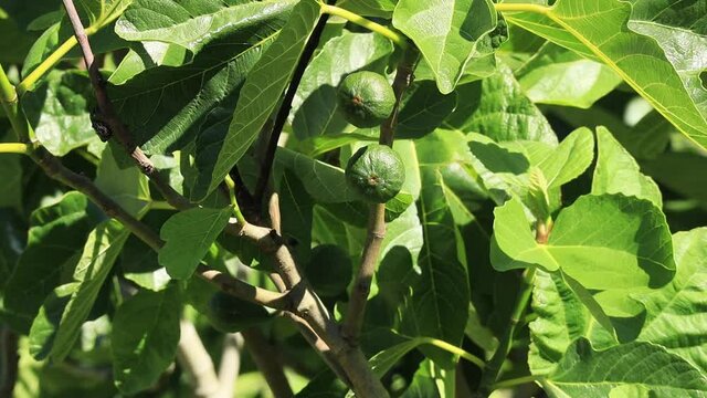 Very Close up of two bright sunshine bright green figs on a branch of an Oregon Fig Tree in June