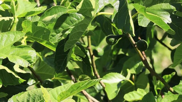 Close up of three green figs bouncing among the sun and shadows on a branch of an Oregon Fig Tree in June