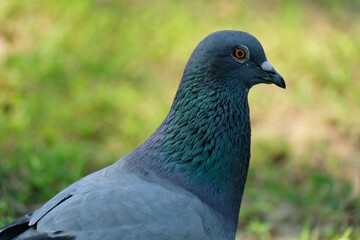 close up of a pigeon