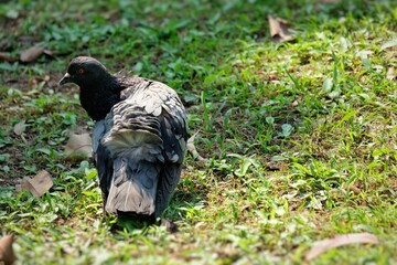 pigeon on the grass
