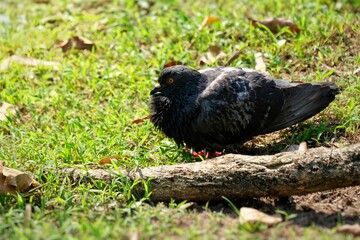 blackbird on the grass