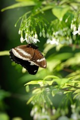 butterfly on leaf