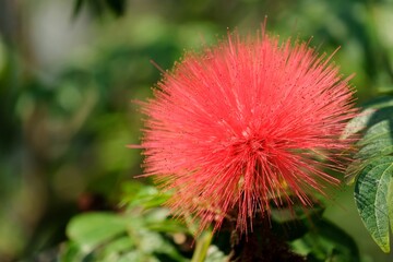 The blossoms of the Pink Red Powder Puff plant.