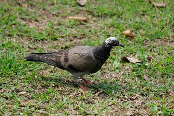pigeon walking on the lawn