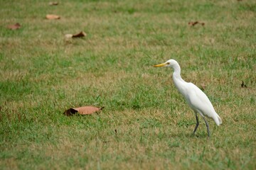 egret walking on the lawn
