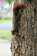 squirrel on tree