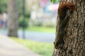 Squirrel climbing on a tree trunk