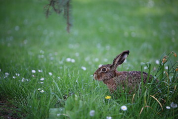 Hase auf der Wiese 6