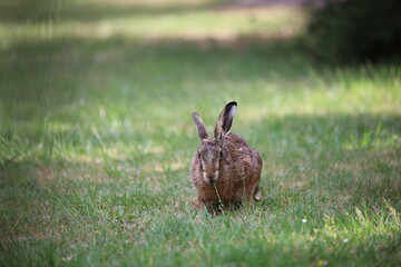 Hase auf der Wiese 5