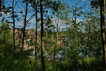 Obraz na płótnie Canvas Shady forest on the shore of a forest lake.