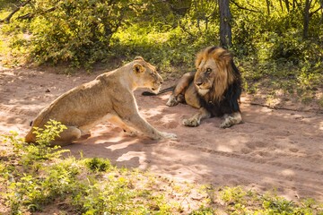 Naklejka na ściany i meble Lions in the wildlife