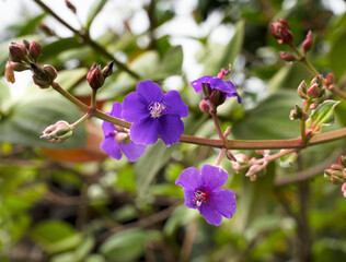 Obraz premium Purple Venus's Lookng Glass Blossom Blooming Macro Washington