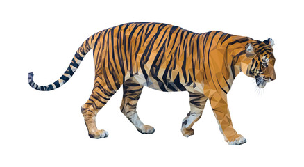 Realistic illustration of a Bengal/Siberian tiger which is made of triangular low polygons on a white background