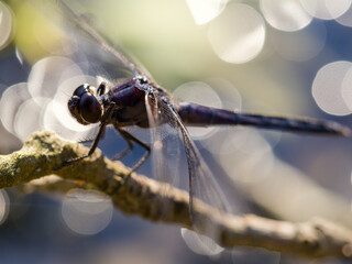 Dragonfly - male slaty skimmer on a Branch