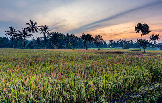 Green rice farm field in Java countryside, Indonesia with beautiful cloudy blue sky background before sunrise