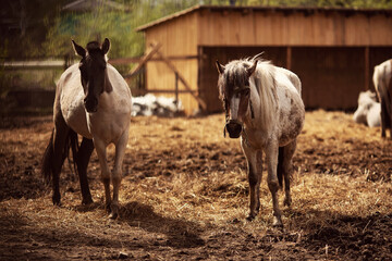 Fototapeta na wymiar Brown young horse herd in corral farm, autumn photo
