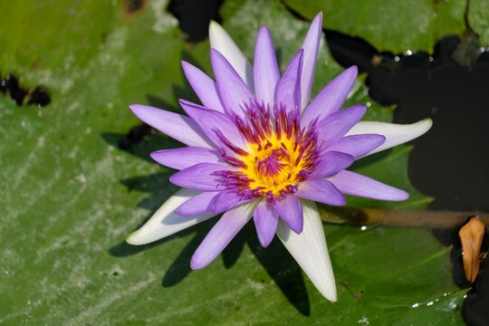 pink lotus flower on the pond