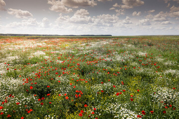 Red poppies in a green field with wild flowers during a sunny summer day.