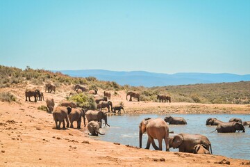 Elephants in the wildlife