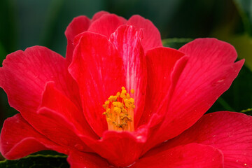 Fototapeta na wymiar Pink Red Camellia Reticulata Blooming Macro