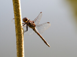 Profile view of a Slaty Skimmer dragonfly