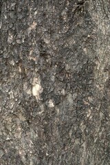 tree bark background