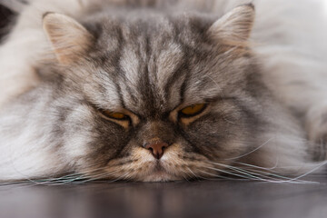 Fluffy Scottish cat close-up lying on the floor. Sad sleepy cat. Portrait of a pet. Face of a kitten. Despondency and sadness. A beautiful thoroughbred cat.