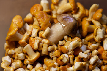 
washed yellow edible chanterelle mushrooms