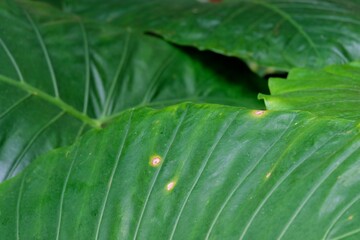 green leaf with green background