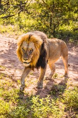 Obraz na płótnie Canvas Lions in the wildlife