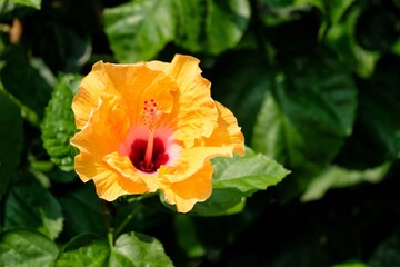 orange flower in the garden