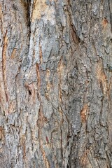 tree bark texture