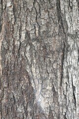 tree bark texture