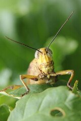Closeup of a locus on a leaf.