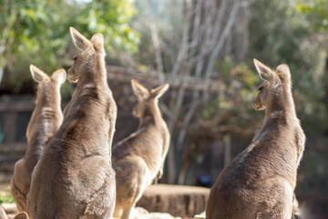 back of a group of Eastern gray kangaroo standing in the sun, blurred background.
