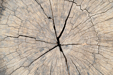 Old Wood texture for Background.