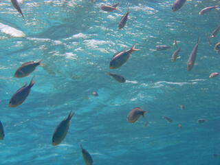 School of small fish against the rippling surface of water. Great Barrier Reef, Queensland, Australia