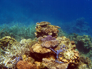 Fototapeta na wymiar Brightly coloured coral on the Great Barrier Reef, Queensland, Australia.