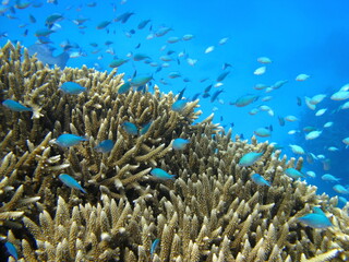 Fototapeta na wymiar Small blue fish amongst coral on the Great Barrier Reef, Queensland, Australia.