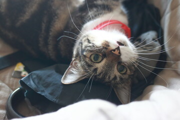 Chatte