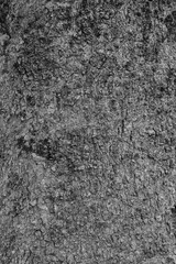 bark of tree background