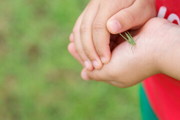 A child holding a grasshopper.