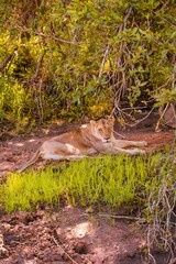 Lion in the wildlife