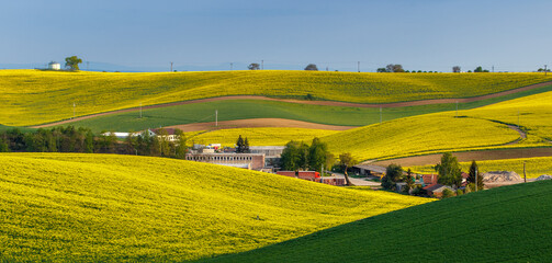 Fototapeta premium landscape with green field