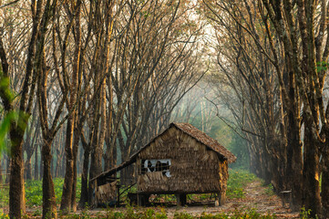 Small wooden cabin in the rubber tree forest Foggy morning The atmosphere looks fresh, bright and scary. In the countryside in Thailand