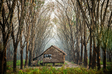 Fototapeta na wymiar Small wooden cabin in the rubber tree forest Foggy morning The atmosphere looks fresh, bright and scary. In the countryside in Thailand