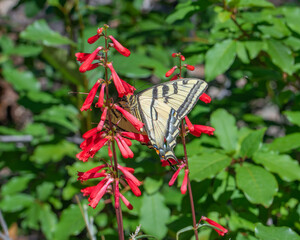 Two tailed swallowtail butterfly (Papilio multicaudata) drinking nectar from Firecracker beardtongue (Penstemon eatonii)