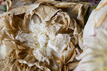 Wilt flower bouquet close up