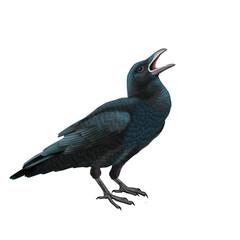 oiseau, corbeau, animal, isolé, nature, faune, noir, bec, ouvert, empennage, blanc, sauvage, gris, fond blanc, volant,  ailes, freux, gazon